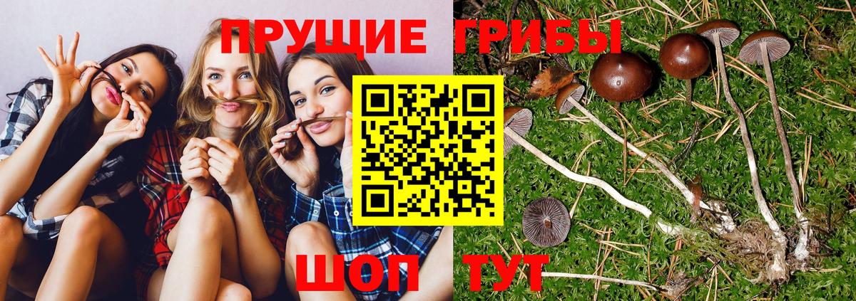 Галлюциногенные грибы Magic Shrooms  Вход с VPN  Галлюциногенные грибы Psilocybine cubensis  Слободской 
